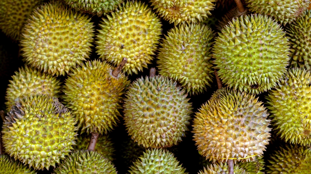 Hongos asociados a pudrición poscosecha del durián en China y su respuesta a fungicidas.jpg